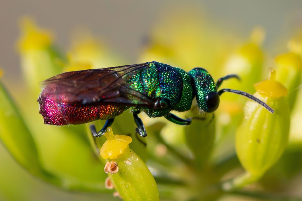 Chrysididae sp.